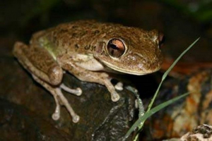 Кубинський землетрус: життя та відтворення цих жаб Кубинський землетрус: життя та відтворення цих жаб